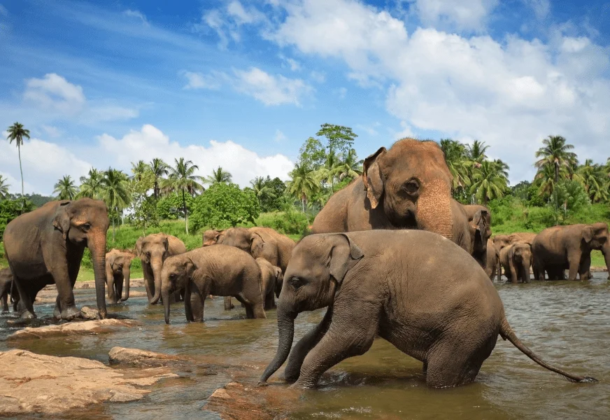 pinnawala-elephant-orphanage-in-sri-lanka